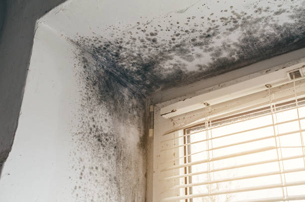 Trusted Commercial Mold Remediation service in Ridgefield, NJ - Cheap Mold Removal